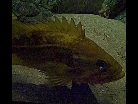 ヤナギノマイの特徴 見分け方 写真から探せる魚図鑑 ヤナギノマイの特徴 見分け方 写真から探せる魚図鑑