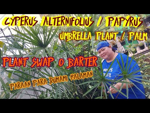 BARTER O PLANT SWAP Cyperus Alternifolius/Papyrus UMBRELLA PLANT/PALM