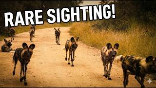 Endangered African Wild Dogs: Kruger's Most Ruthless Hunters