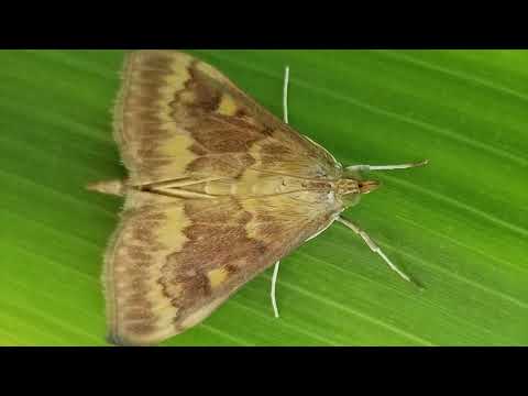 Video: Paano nakarating ang European corn borer sa America?