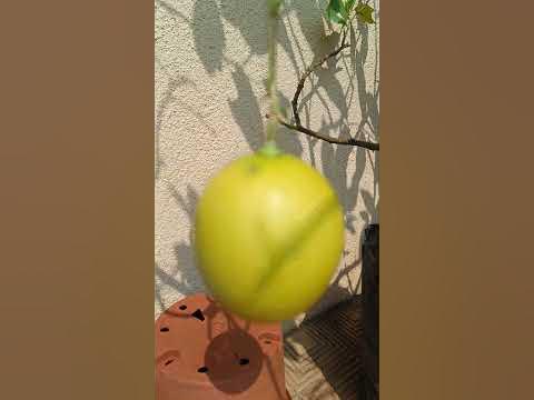 Happiness comes when we pluck Fruits from our own Garden - YouTube