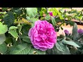 First flush gertrude jekyll climbing rose spring 2024