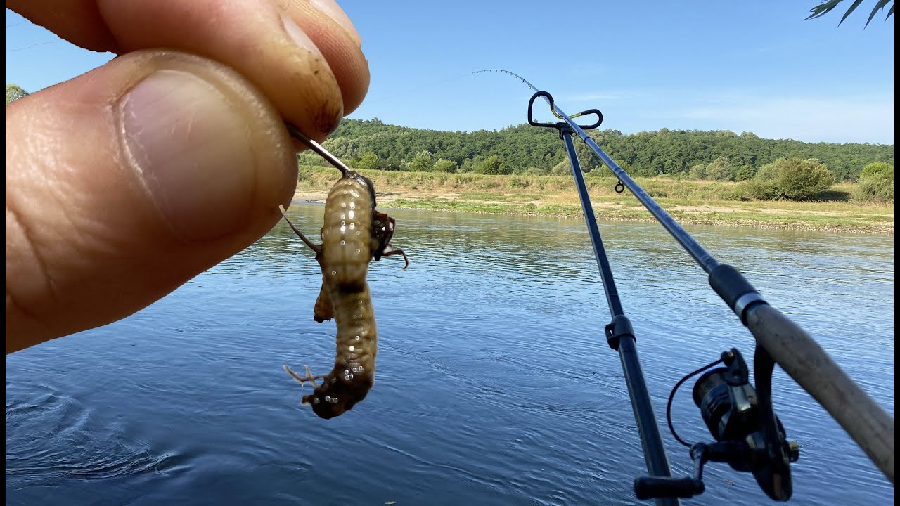 PESCUIT pe RÂUL JIU cu lanseta FEEDER - În cautarea MRENELOR