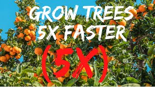 How to grow trees 5 times faster (5X) Deep Root Watering Deep Root Training Method For Faster Growth