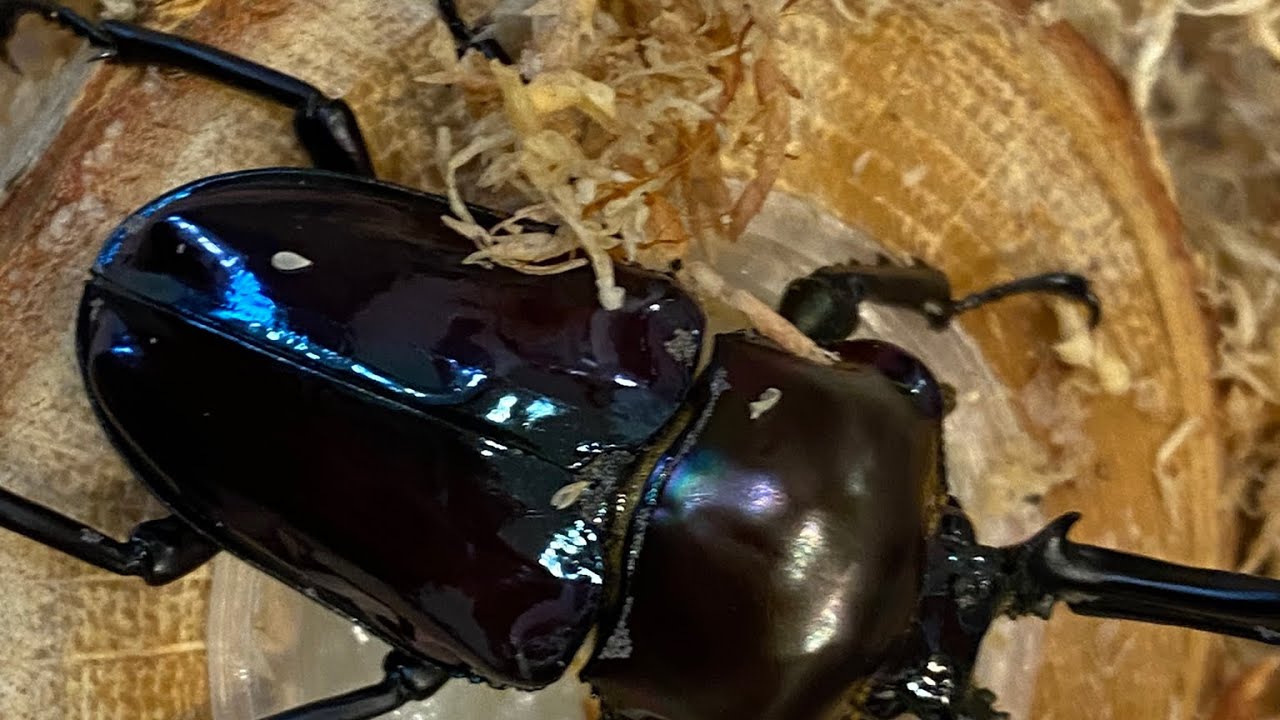 ニジイロクワガタの菌糸瓶交換、注意点実演（クワガタ他種にも応用可能