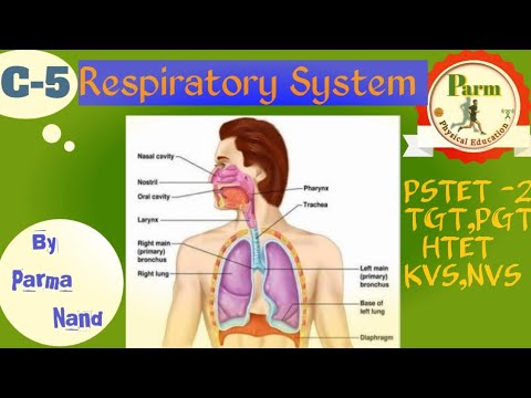 🔥Class -5🔥Human Respiratory System||ਮਨੁੱਖ ਸਾਹ ਪ੍ਰਣਾਲੀ||PSTET|TGT,PGT,HTET Physical education||💯
