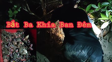 Săn Bắt Ba Khía Ban Đêm Tại Rừng Ngập Mặn Cần Giờ - Khang Cần Giờ
