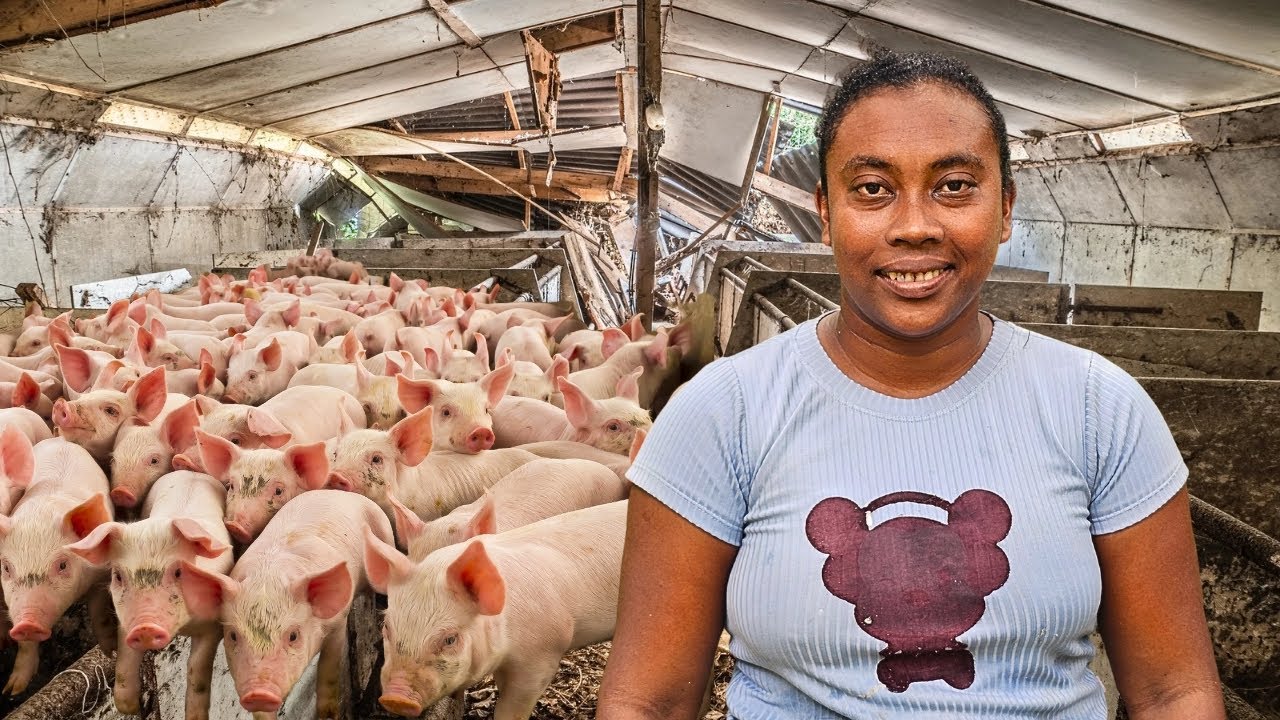 Liliane surpreende: Família prospera e começa nova criação de porcos!