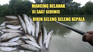 Mancing Belanak Di Saat Grimis Hasilnya Bikin Geleng Geleng Kepala