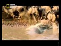 أنا وحش ناشونال جيوغرافيك ابو ظبي YouTube Flv 