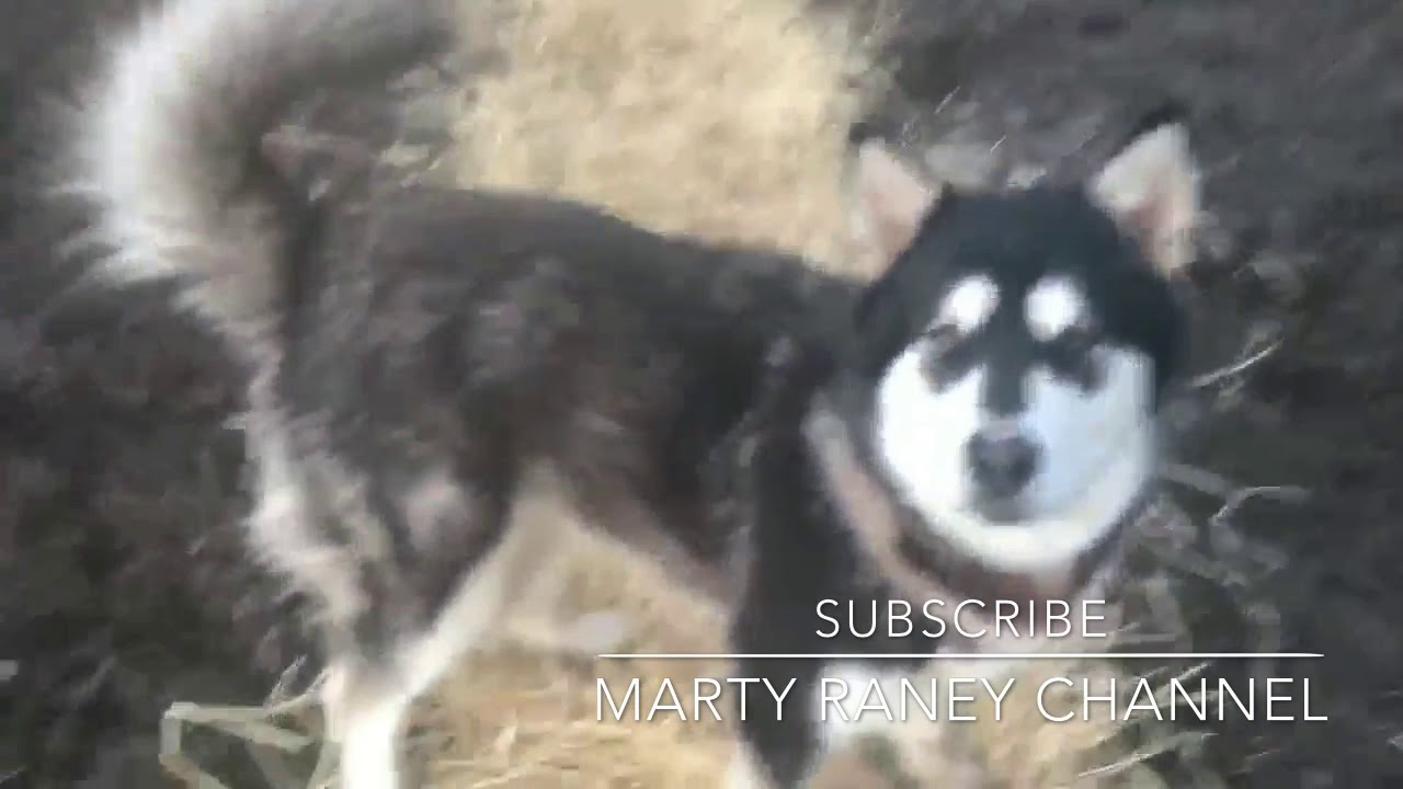 Springtime Arrives on the Raney Family Homestead