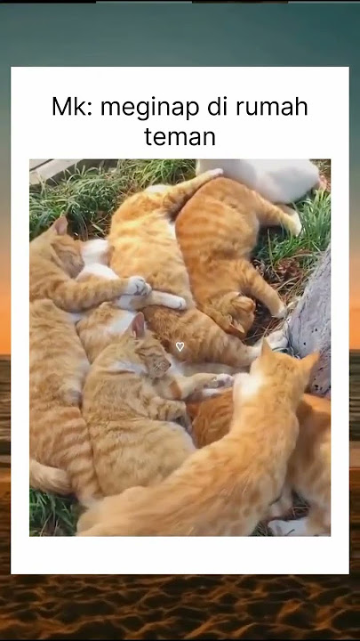 Oyen circel #viral #funny #memes #ihavethisthingwithplants #reels #cat #lifeisbutadream