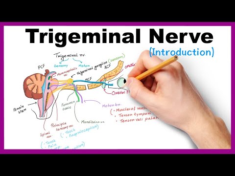 Trigeminal nerve (Introduction)