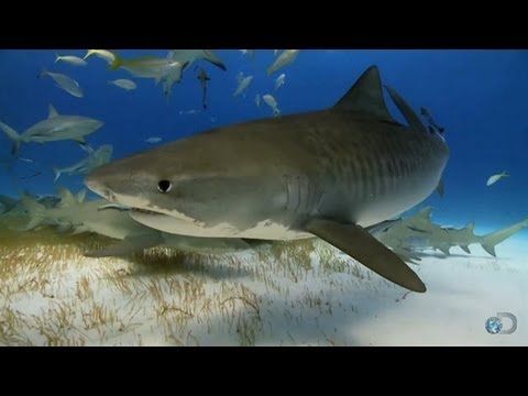 Tiger Sharks Snack on Birds | Top Ten Sharkdown