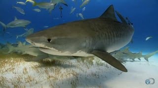 Tiger Sharks Snack on Birds | Top Ten Sharkdown