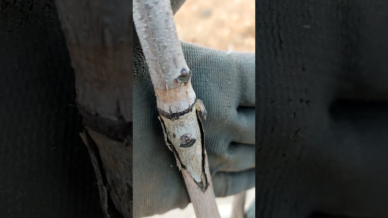 Poda Larnaka (altura cruz), Plantacion injerto en campo.