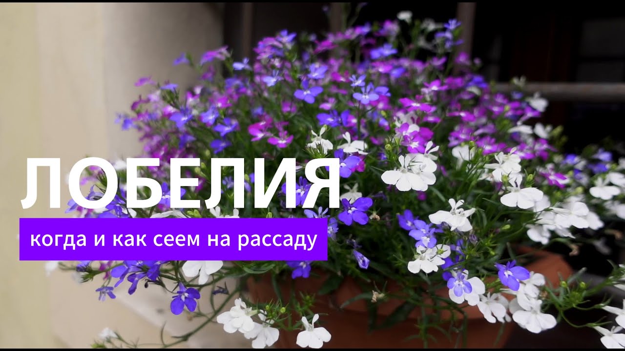 Когда сеять лобелию? Не пропустите сроки для раннего цветения