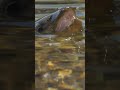 One of the Best Flies During a Mayfly Hatch