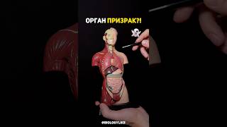 Селезенка - орган призрак?! 👻 #биология #научныеистории #анатомия #подковальников #biologylike