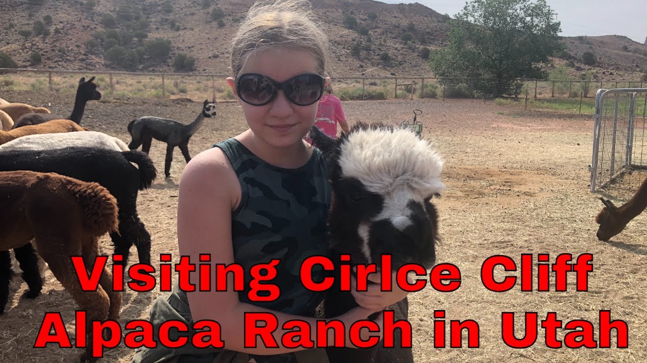Dad kisses an Alpaca ... Twice/ Visiting Circle Cliff Alpaca Ranch, Utah
