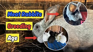 What is the Right Age for Breeding Young Meat Rabbits? (When to start breeding meat rabbits)