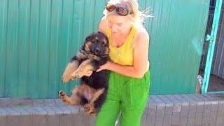 WANT SUCH PUPPY? Long haired German Shepherd puppies. Bertha and Baron. Odessa. by Канал о собаках NG Одесса. German Shepherd. 2,907 views 9 months ago 2 minutes, 38 seconds