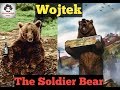 The story of soldier bear wojtek knowledge factz