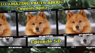 Top 10 fascinating facts about Finnish Spitz. #whiskey #pug #dog