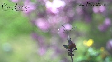 Meyer Optik Makro Plasmat 105mm F2.7 prototype