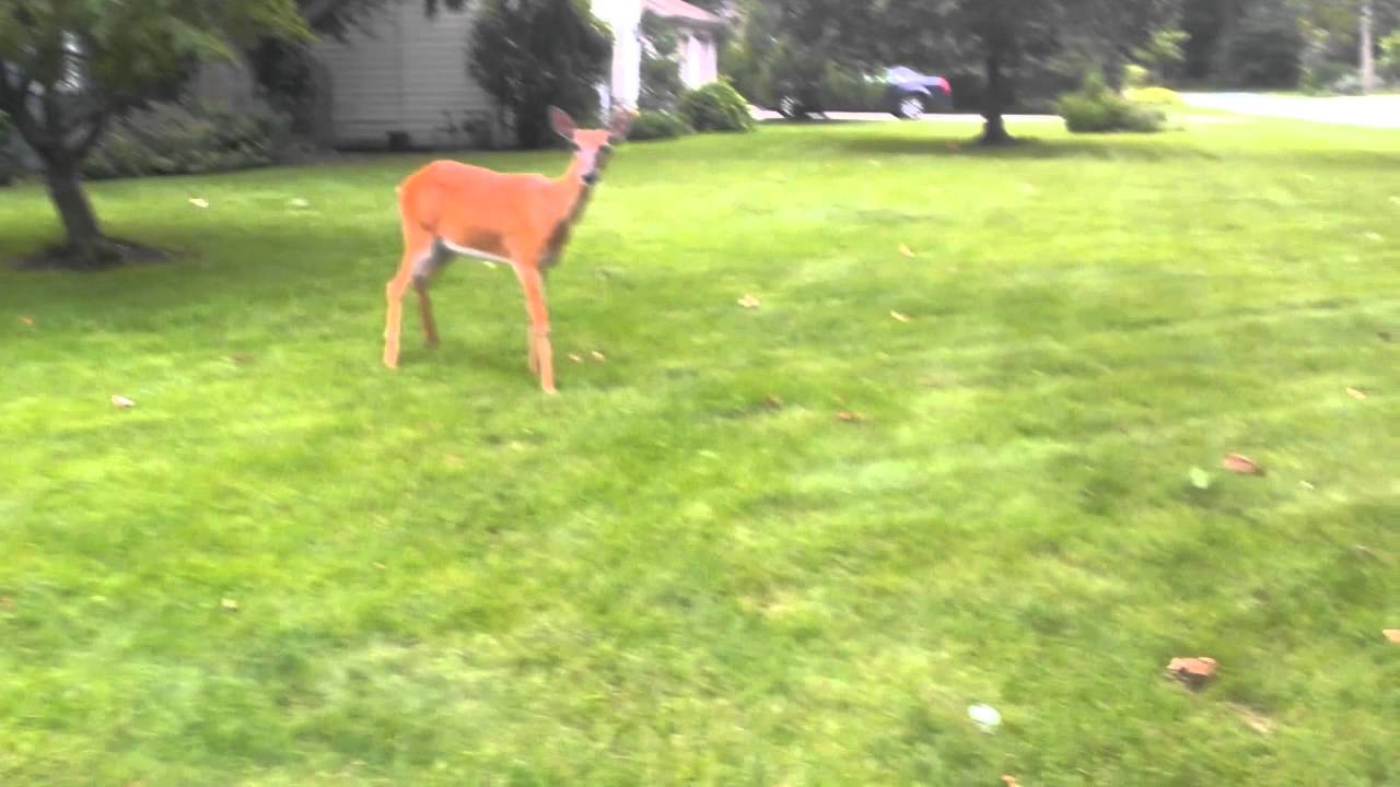 Deer in yard YouTube