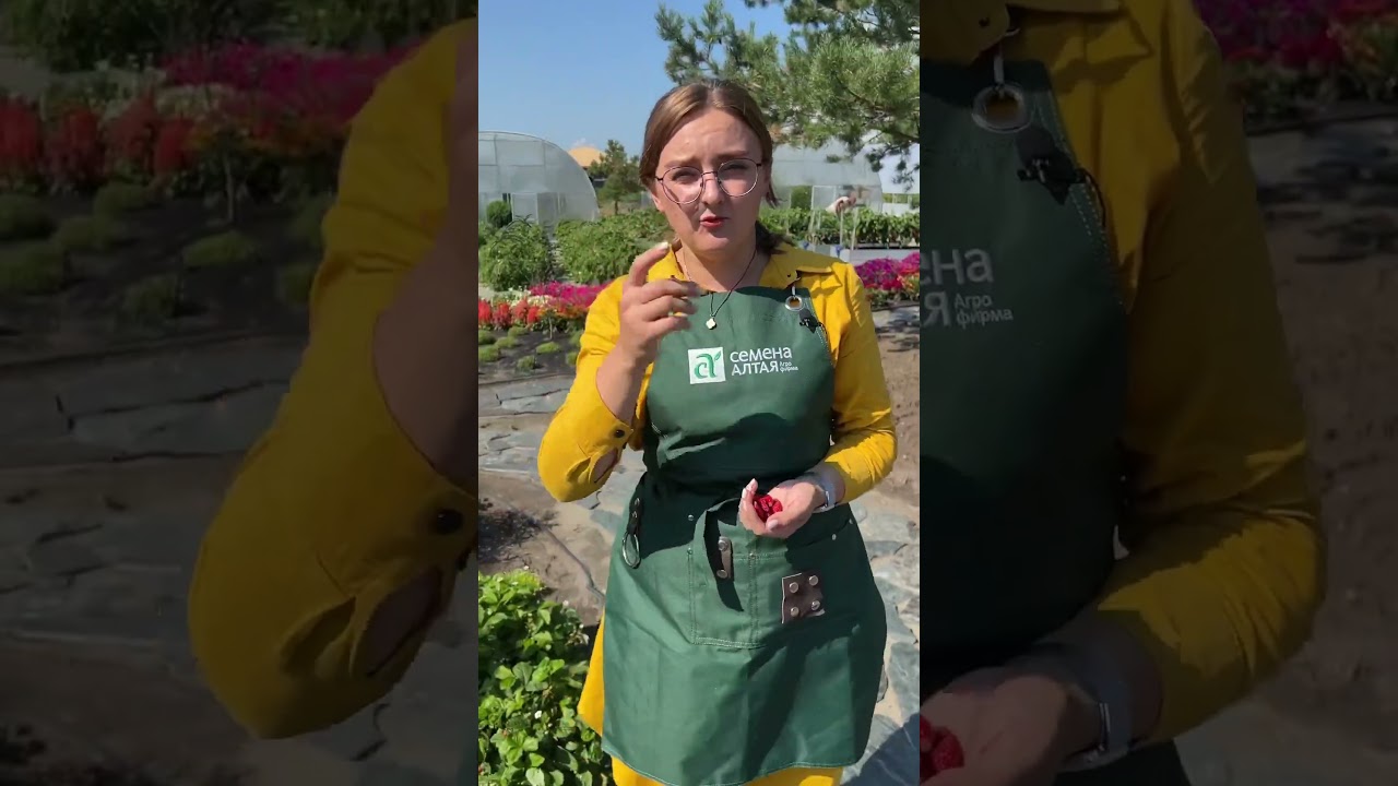 Земляника Александрия #сад #дача #огород #семенаалтая