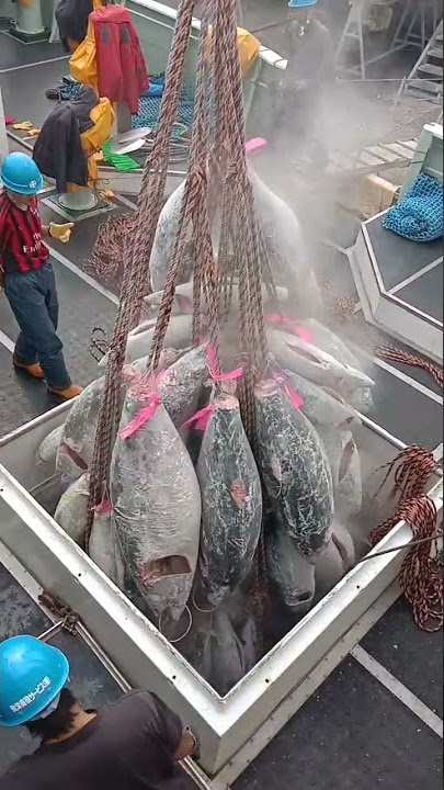 discharge Fish longline ship in Japan kesenuma#kapalikan#japan#longline