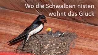 Wo die Schwalben nisten wohnt das Glück