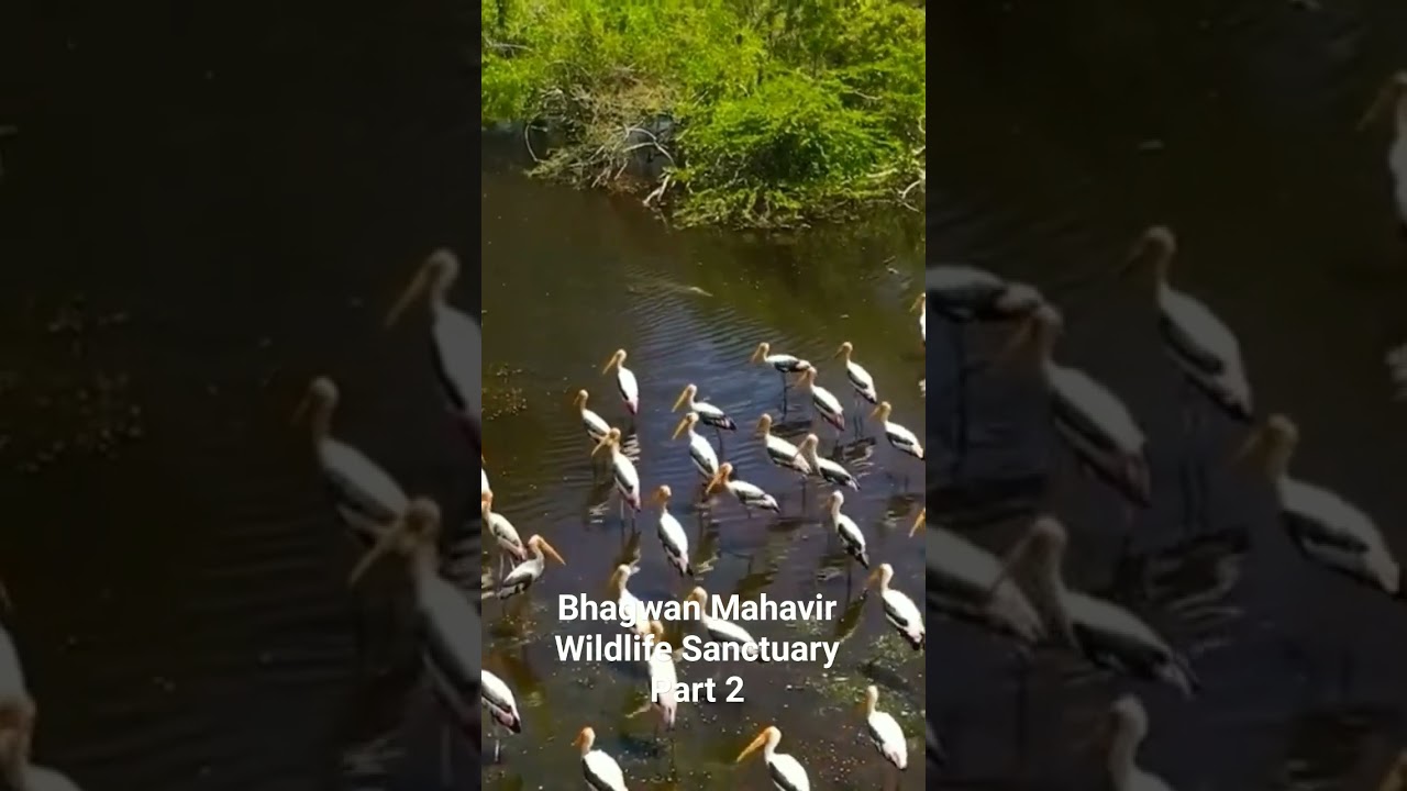 Bhagwan Mahavir Wildlife Sanctuary | Goa | Part 1