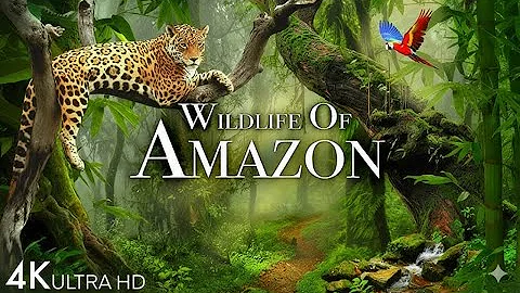 Inside The Amazon Rainforest | Hidden Tribes Dangerous Wildlife & Real Survival Story