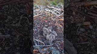 Elder Osprey Baby Angry After Sibling Attack