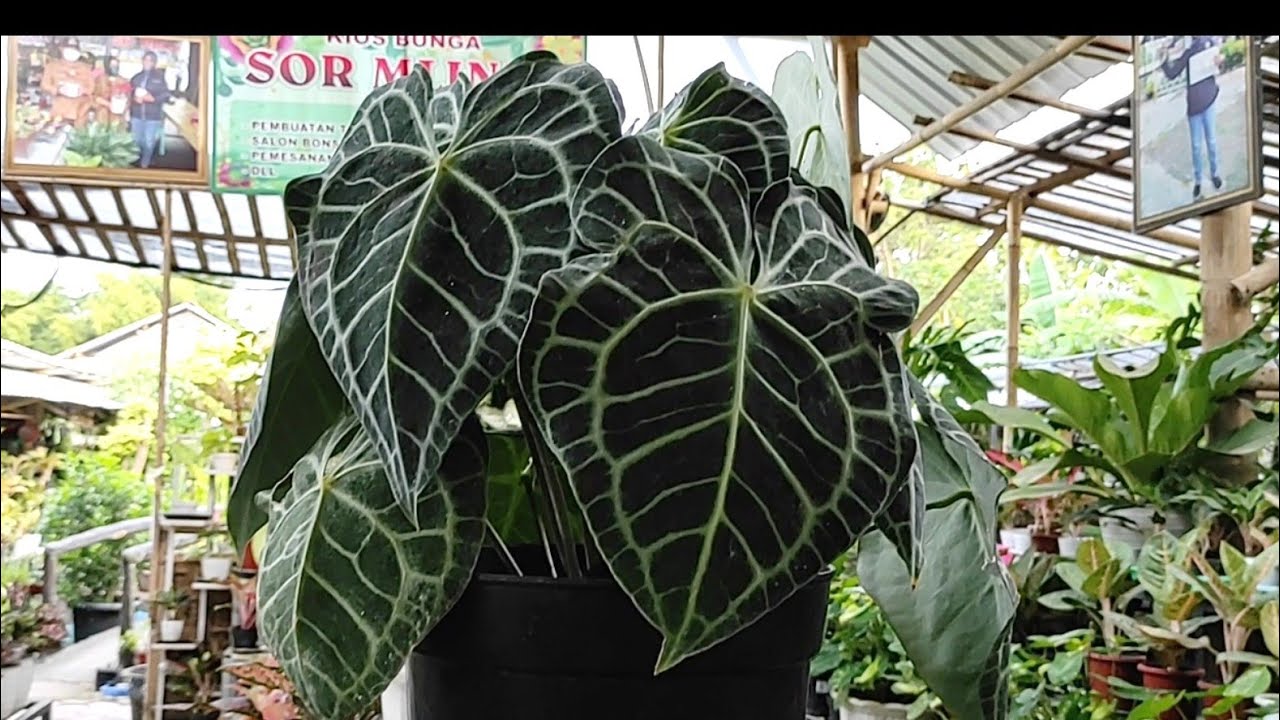 Ayuk Borong Tanaman Hias Di Taman Sor Mlinjo (Part 3)