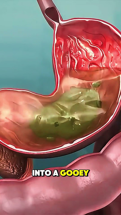 How Food Turn into POOP 3D Animation #poop