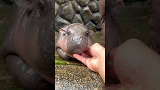 Cute Baby Of Giraffe