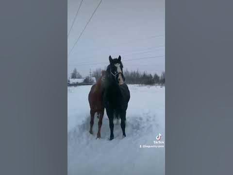 Наслаждаемся 😅🐎😍 первая встреча Акселя и Гранта🤗🤗🤗 #животные #лес # ...