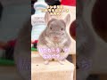 制御は不能です...✨🐹✨