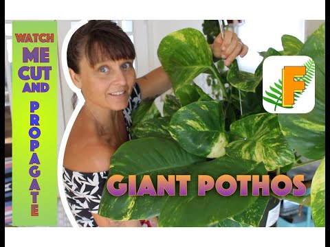 Video: Problémy s rostlinami Pothos – Co dělat se zakrnělými rostlinami Pothos