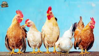 10 Most Beautiful Chickens In The World I Animal Kingdom Wonders