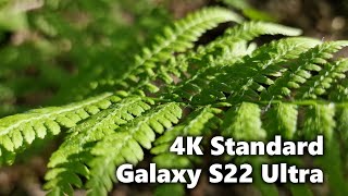 Samsung Galaxy S22 Ultra: Standard Lens 4K Samples