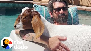 Blind Baby Goat Follows Dad's Voice Everywhere | The Dodo