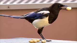 Beautiful Magpies