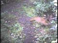 One of the foxes starting early 12-10-13