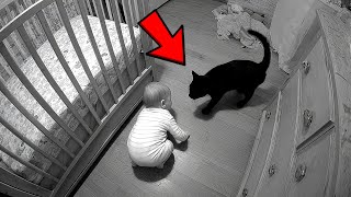 Cat Hailed a Hero After Protecting Baby From Abusive Babysitter