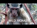 Наглые и хитрые обезьяны в Таиланде!