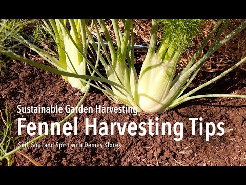 Video: Høsting av fennikelløk - hvordan og når høstes fennikel